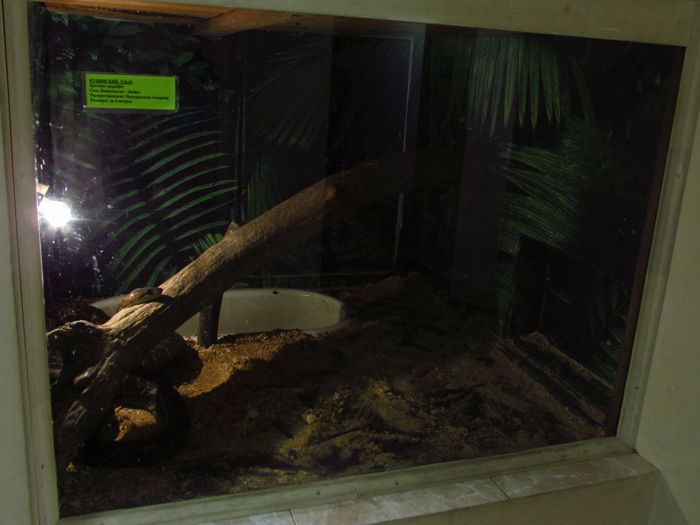 Cuban tree boa exhibit