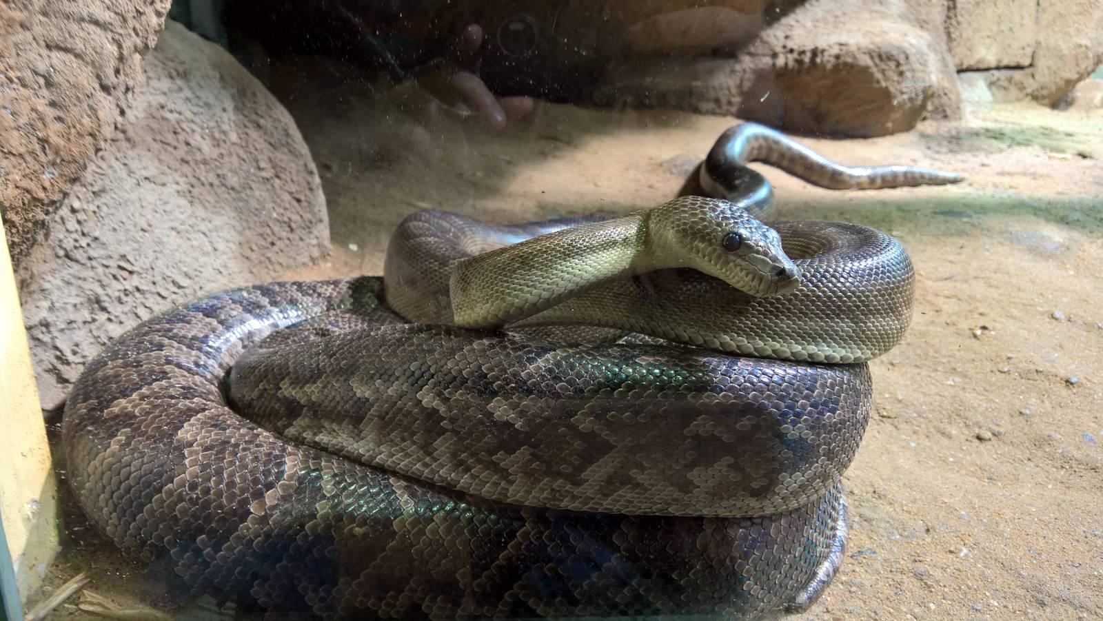Cuban tree boa
