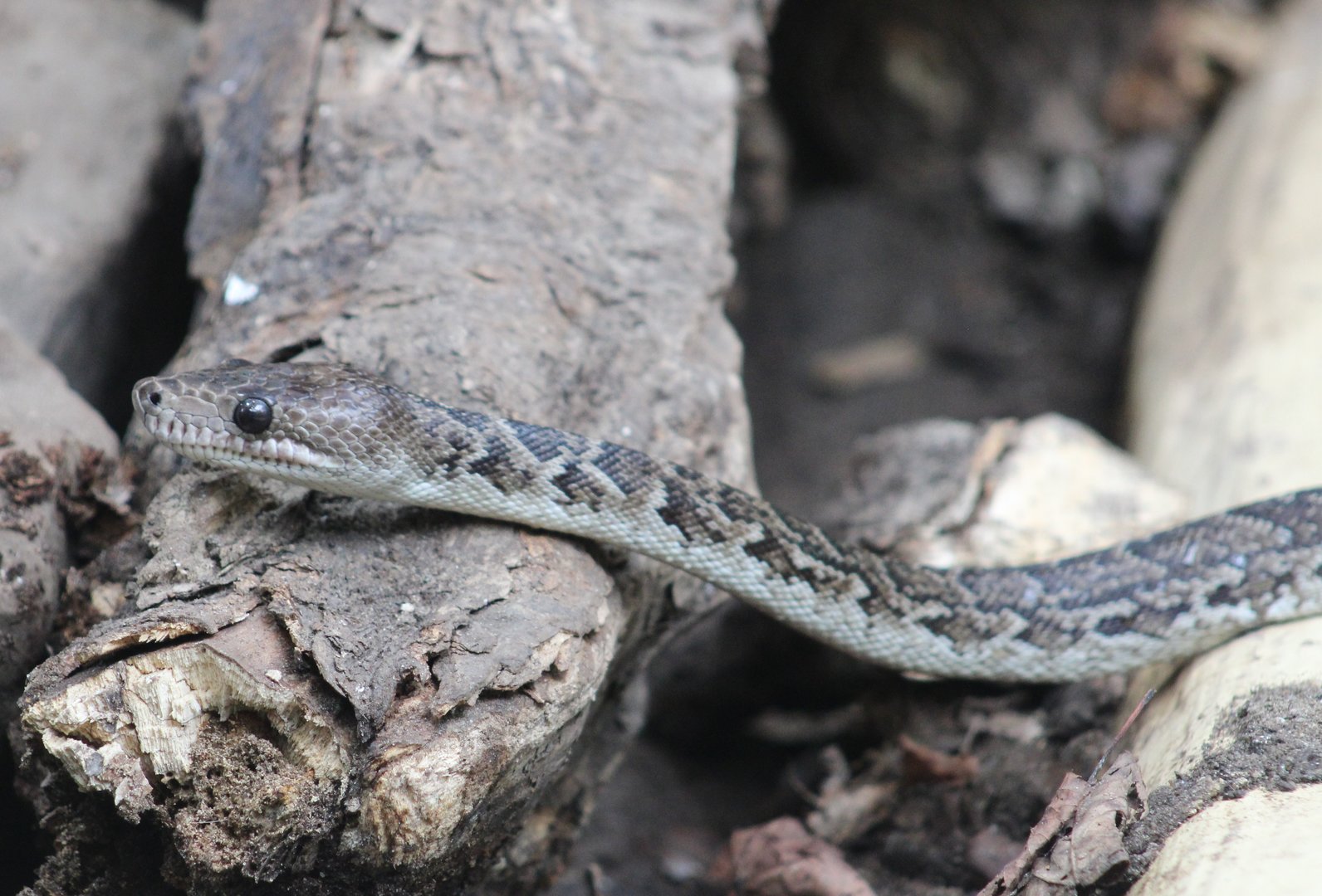 Cuban tree boa