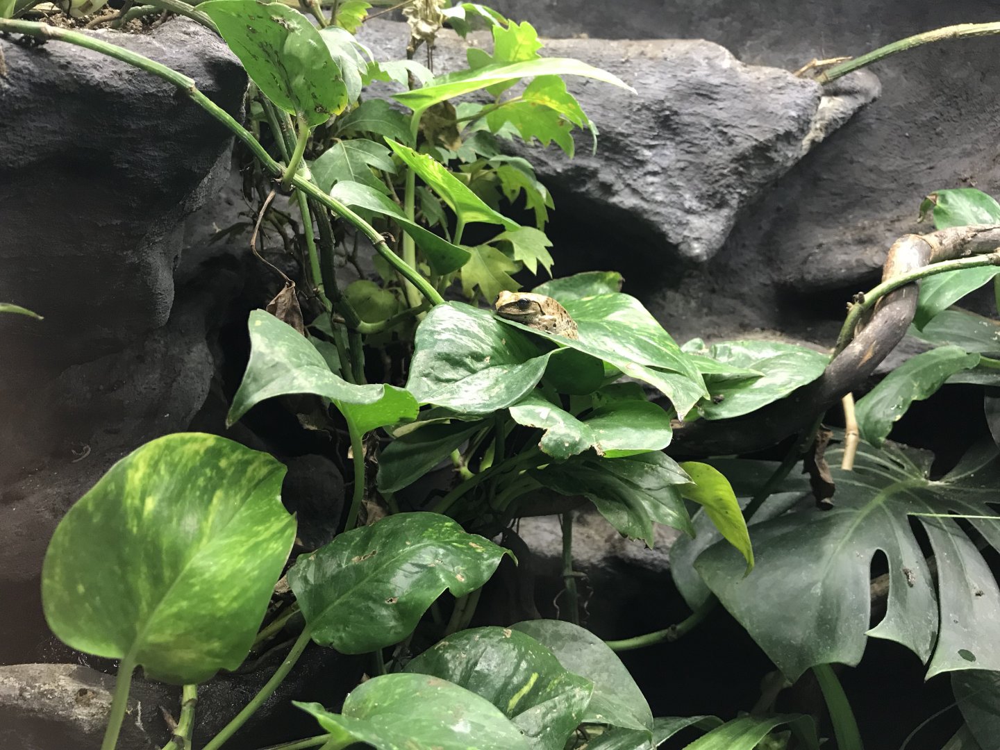 Cuban tree frog 171018