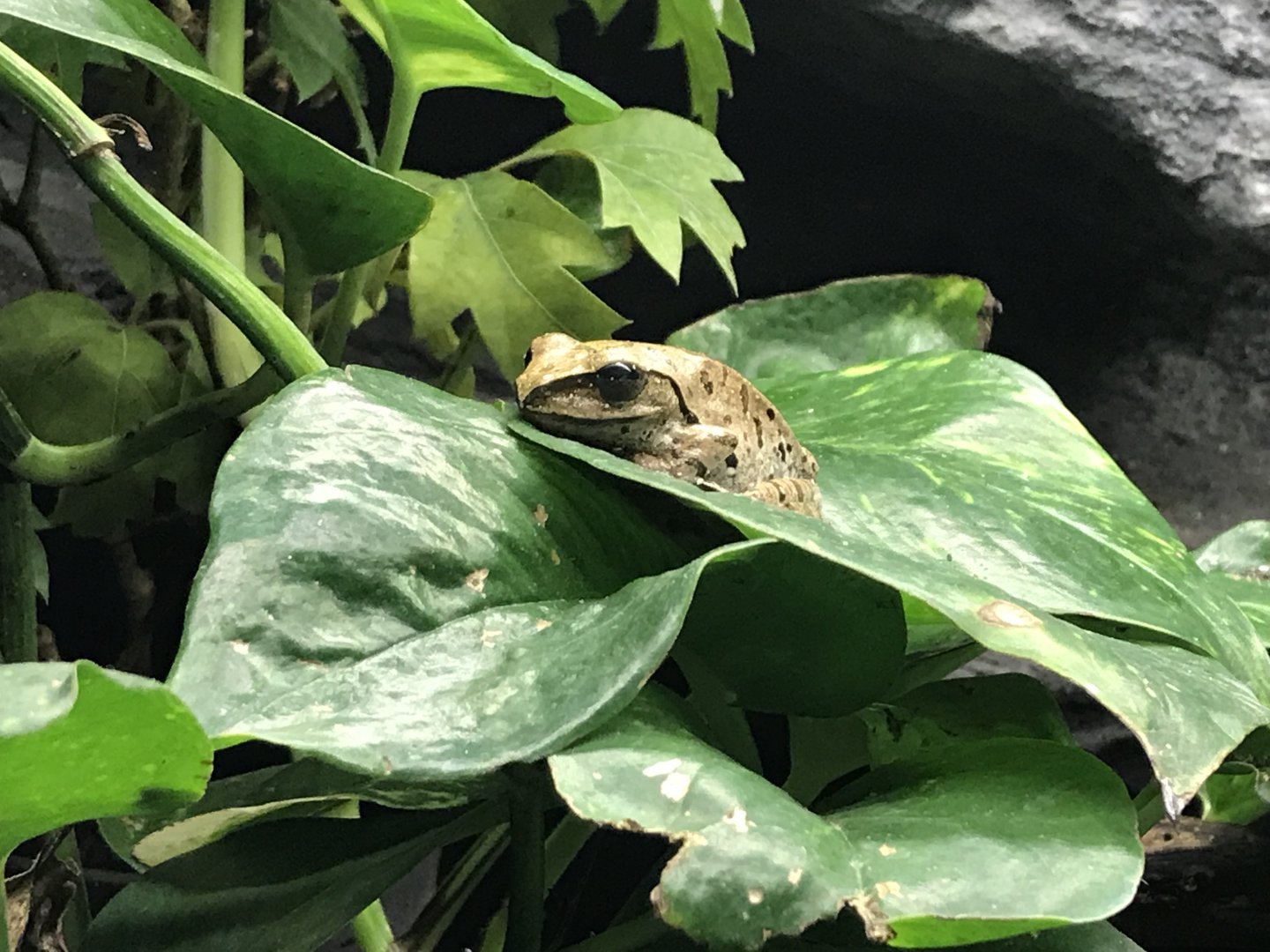 Cuban tree frog 171018