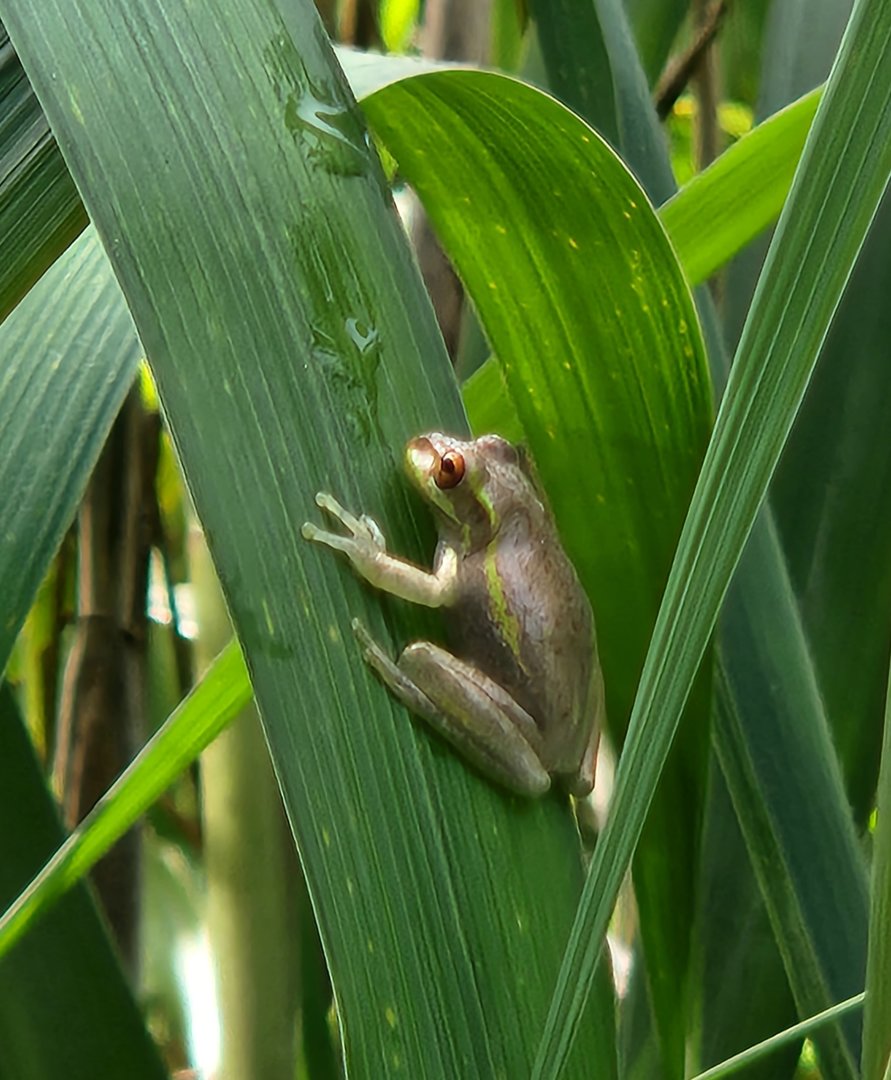 Cuban Tree Frog juvenile