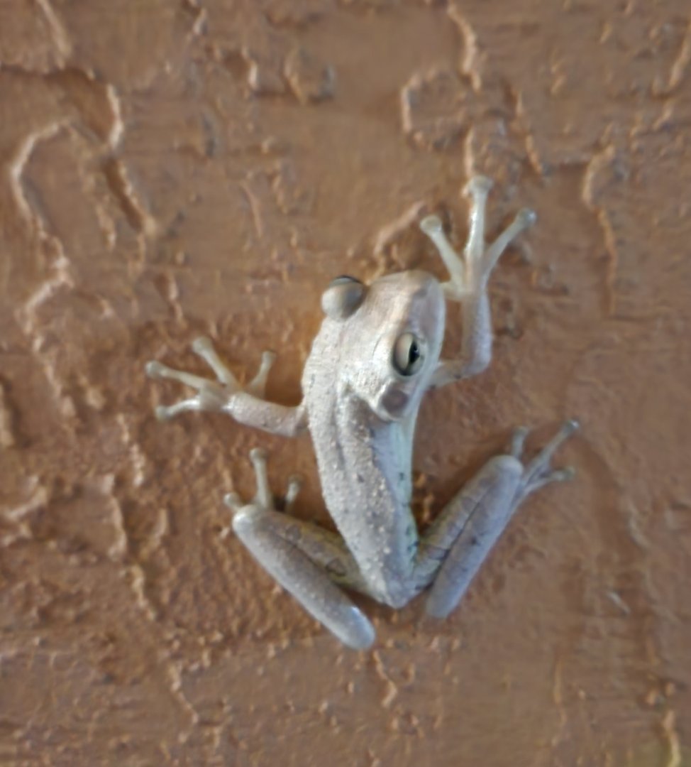 Cuban Tree Frog (Osteopilus septentrionalis)