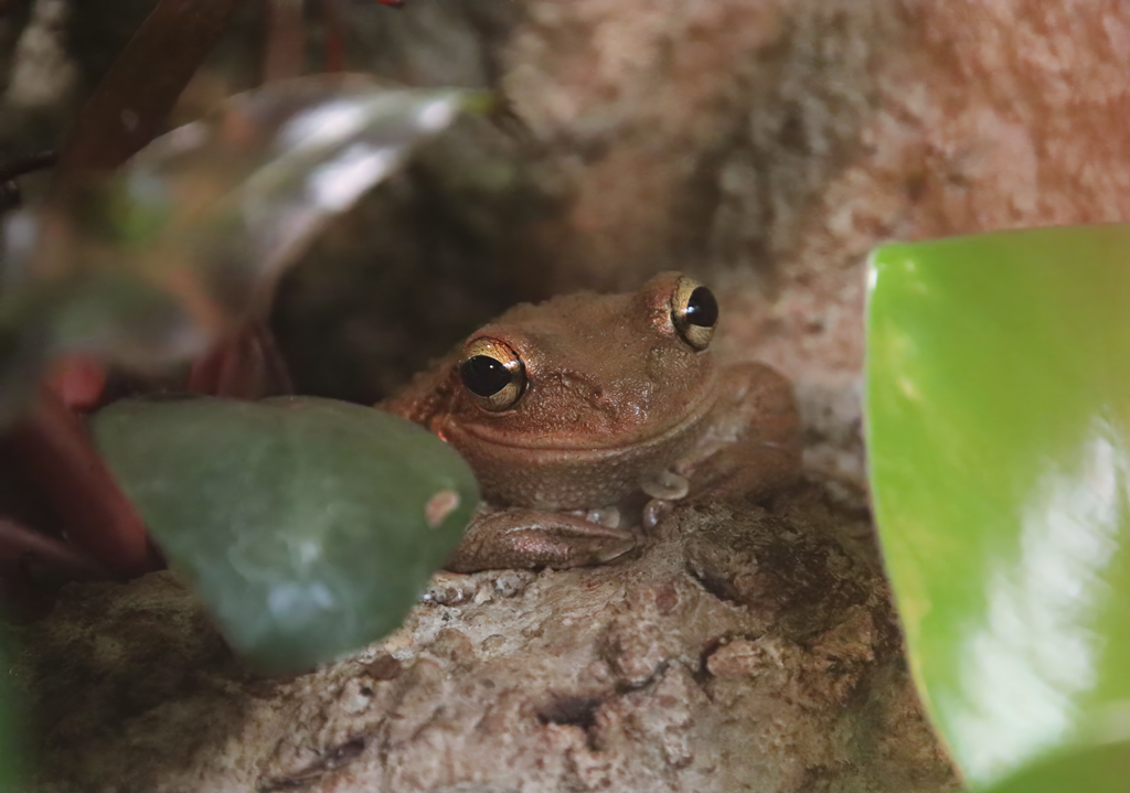 Cuban tree frog (Osteopilus septentrionalis)