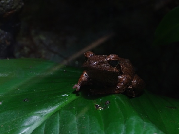 Cuban tree frog (Osteopilus septentrionalis