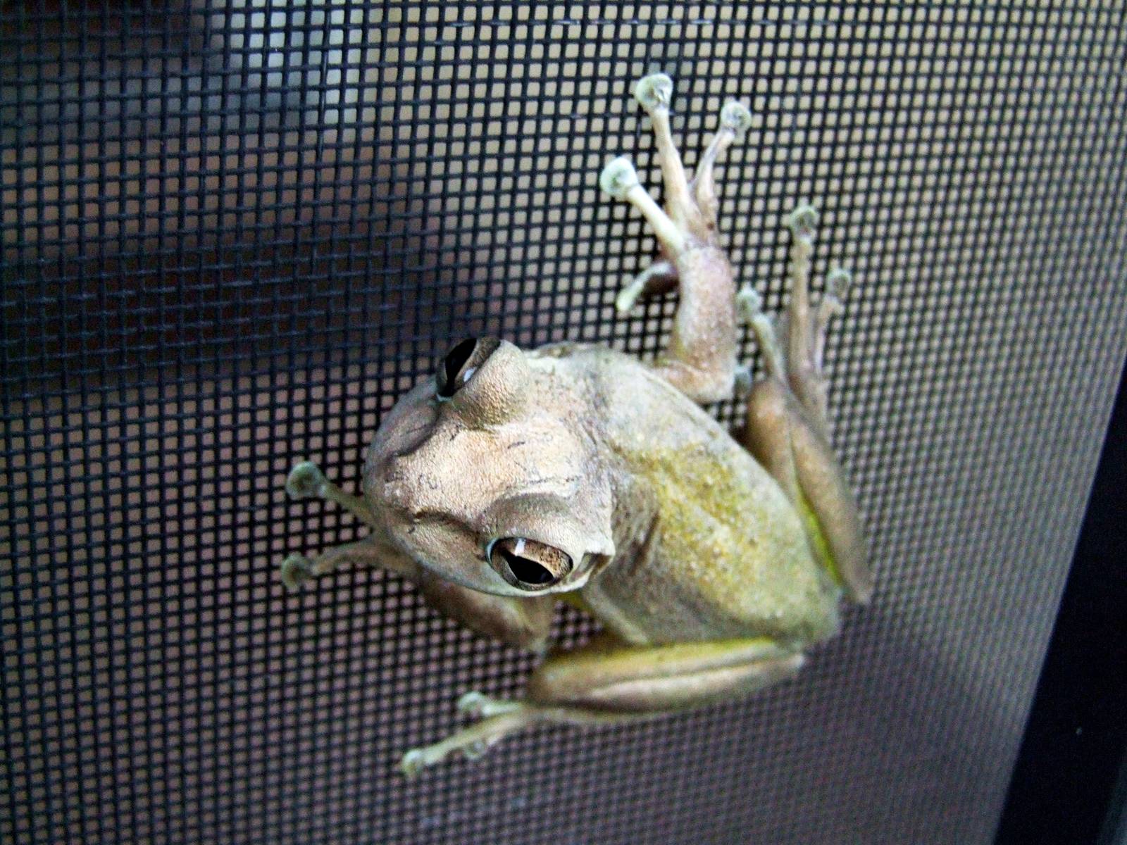 Cuban Tree Frog, Punta Gorda, October 2013