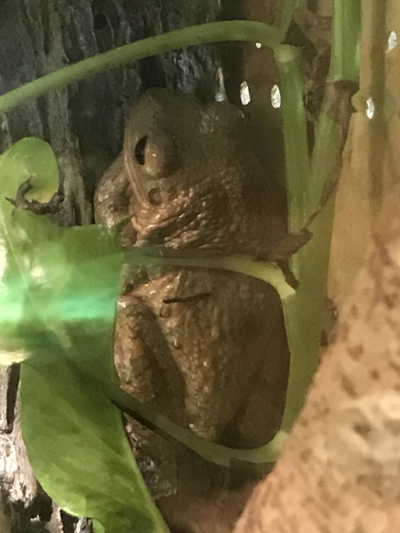 Cuban tree frog
