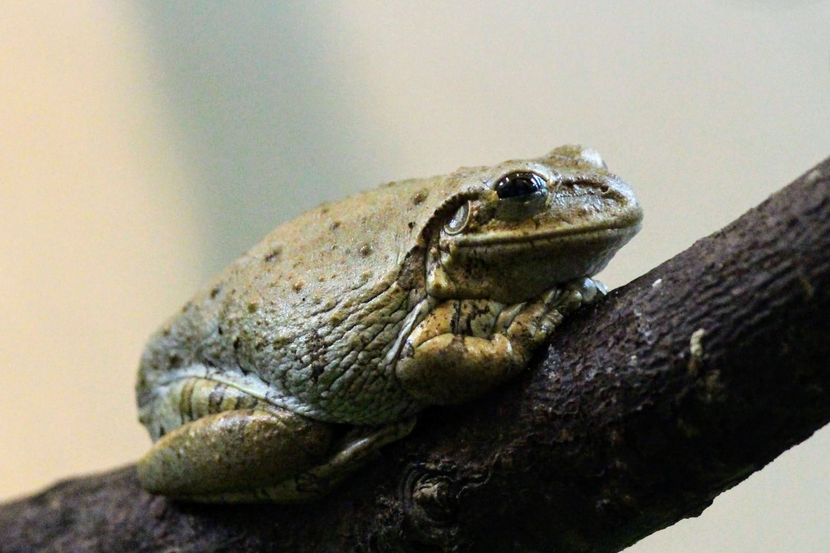 Cuban Tree Frog