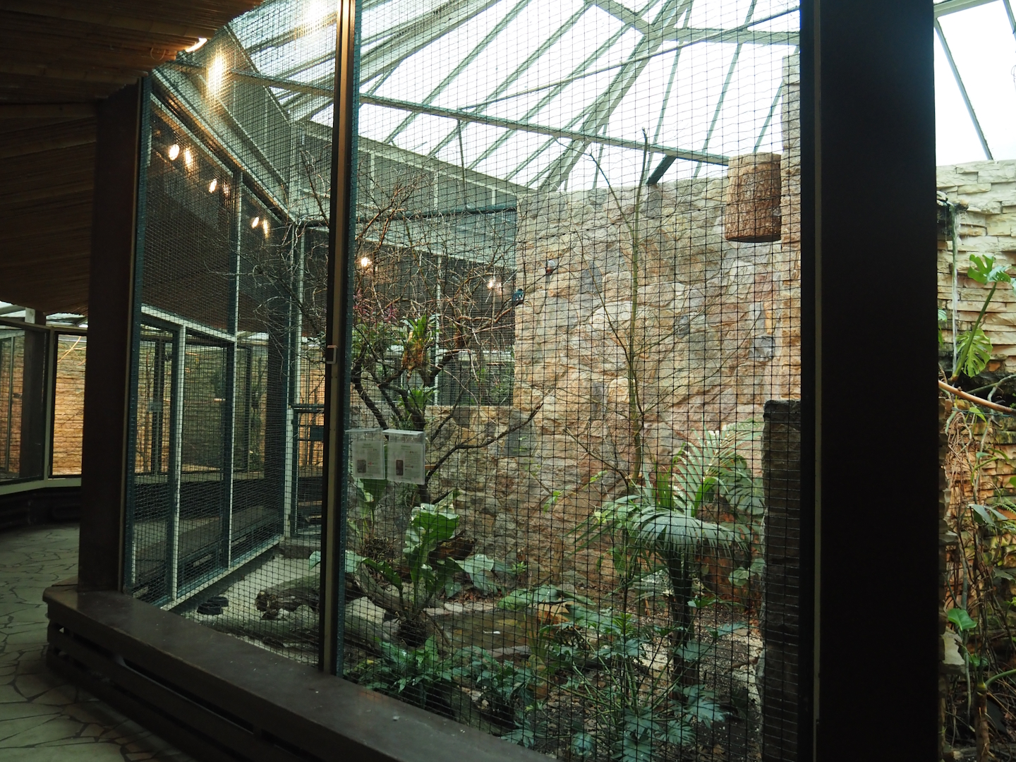 Cuban trogon and Blue-headed quail-dove aviary, 2024-05-22