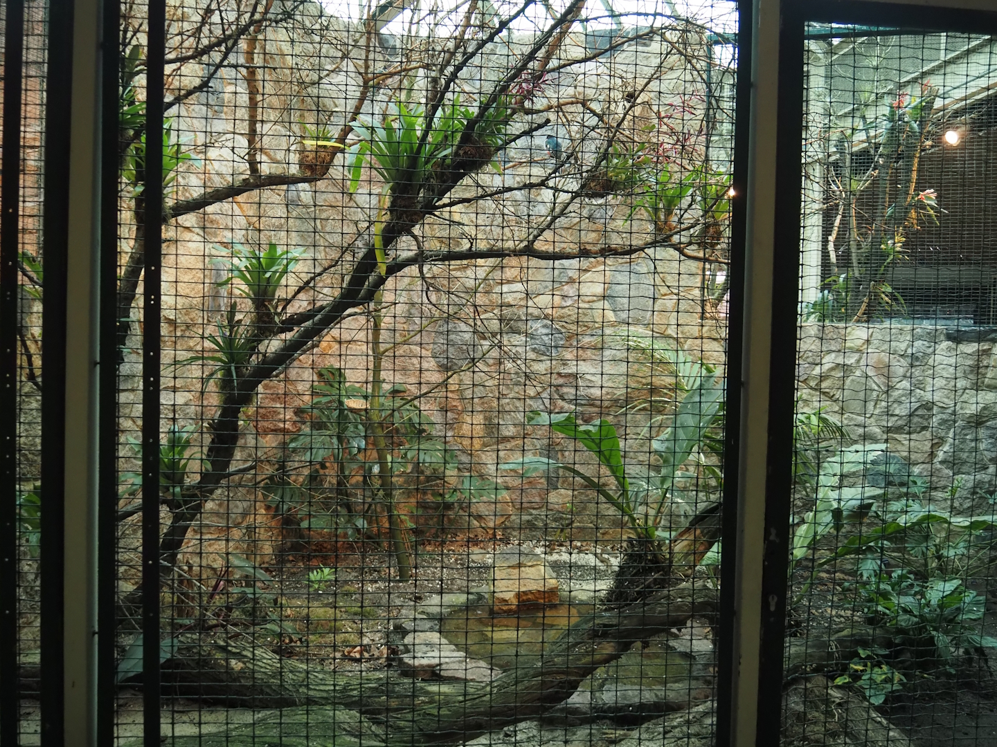 Cuban trogon and Blue-headed quail-dove aviary, 2024-05-22