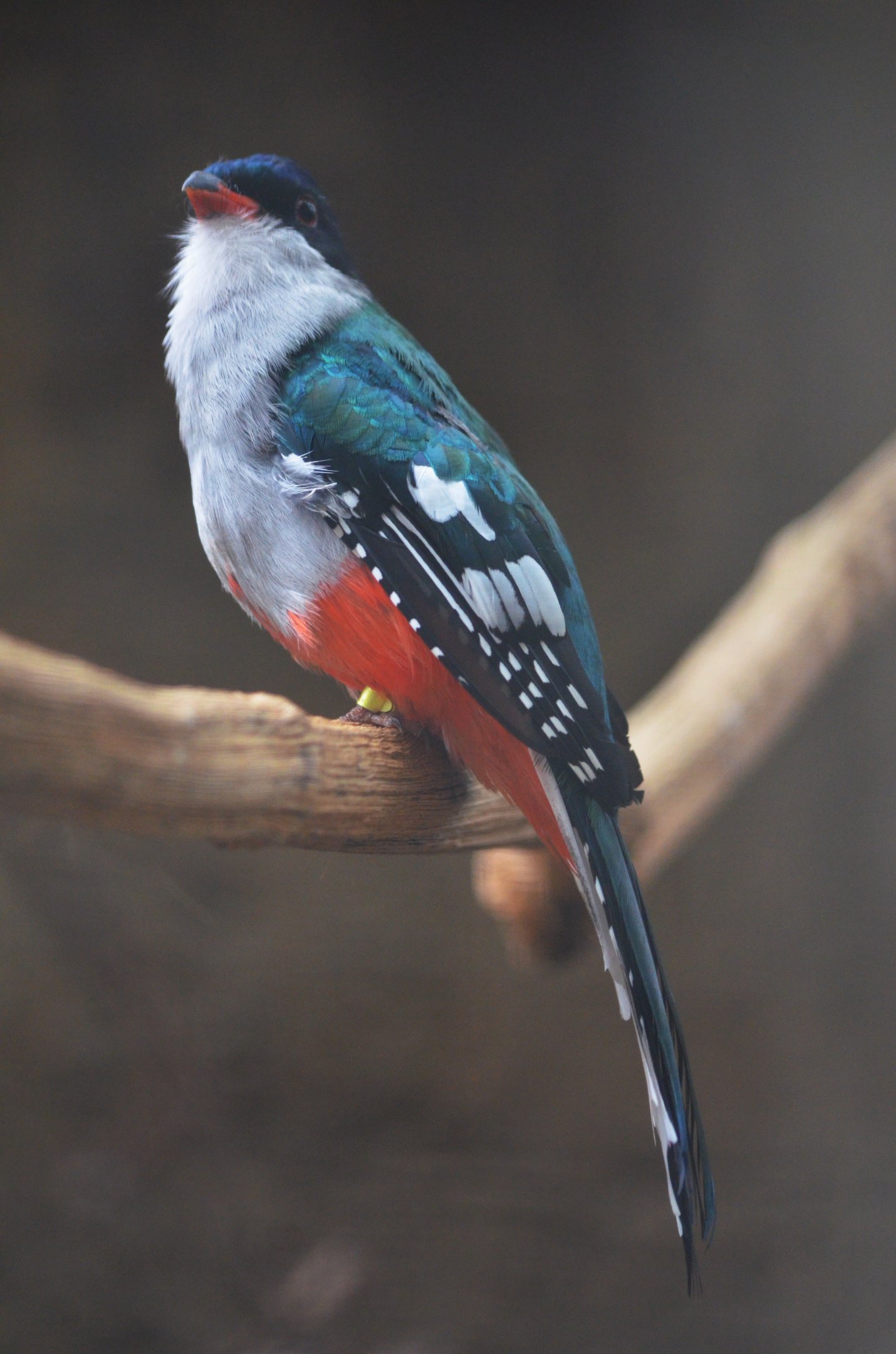 Cuban Trogon at Beauval, 12/06/18
