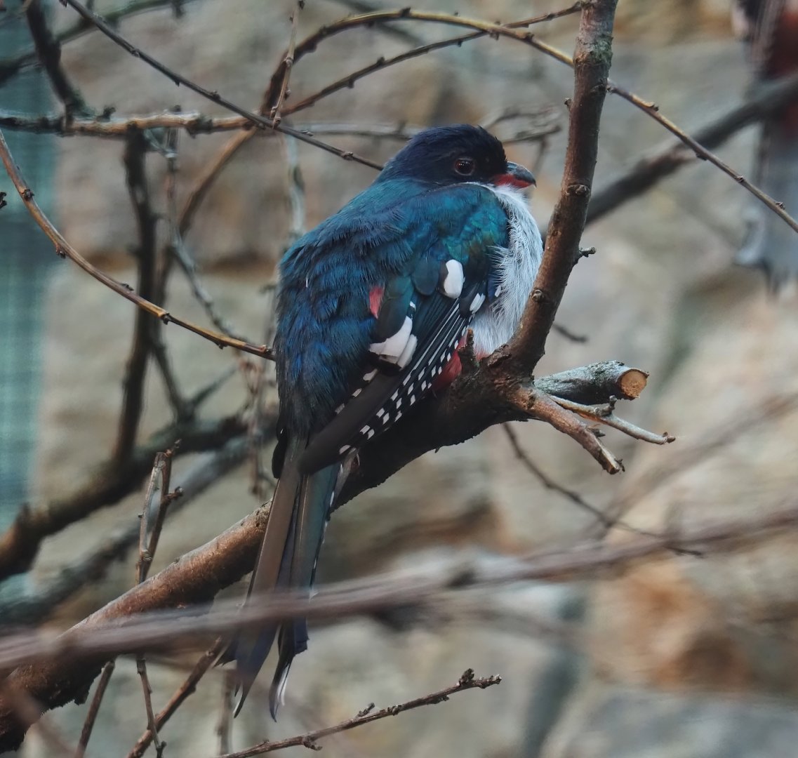 Cuban trogon (Priotelus temnurus), 2024-05-22
