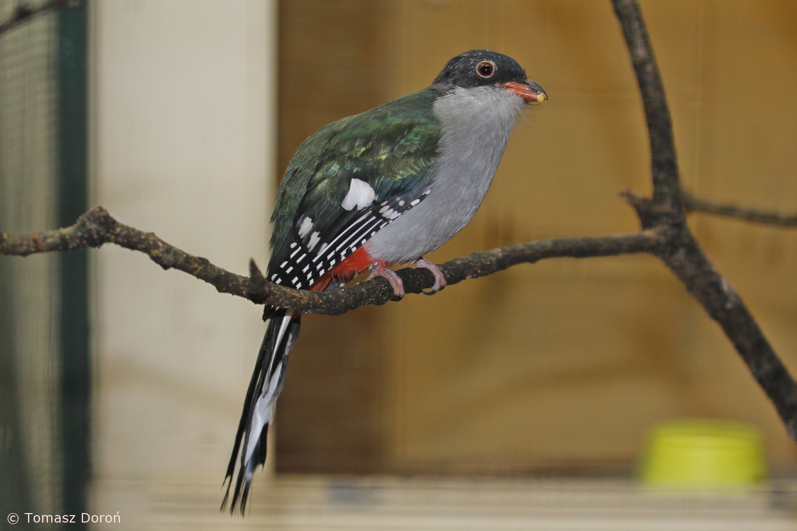 Cuban Trogon (Priotelus temnurus), October 2020
