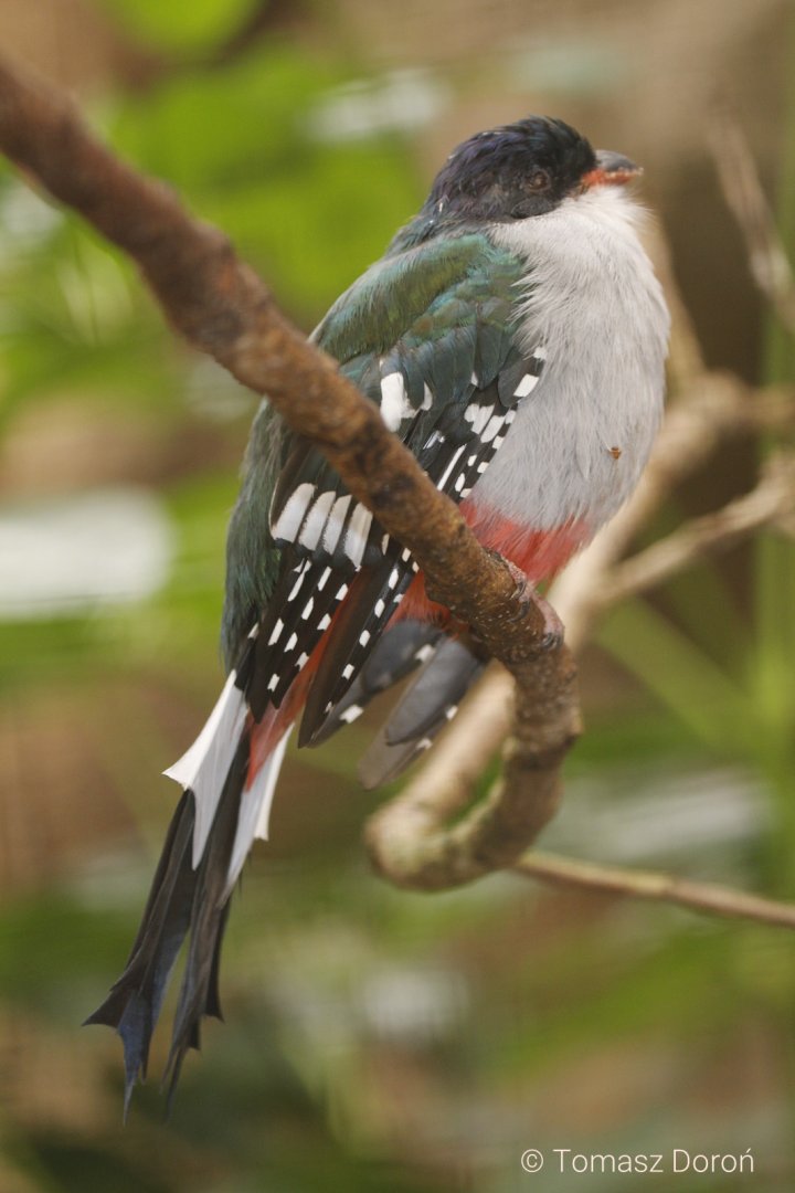 Cuban Trogon (Priotelus temnurus), September 2019