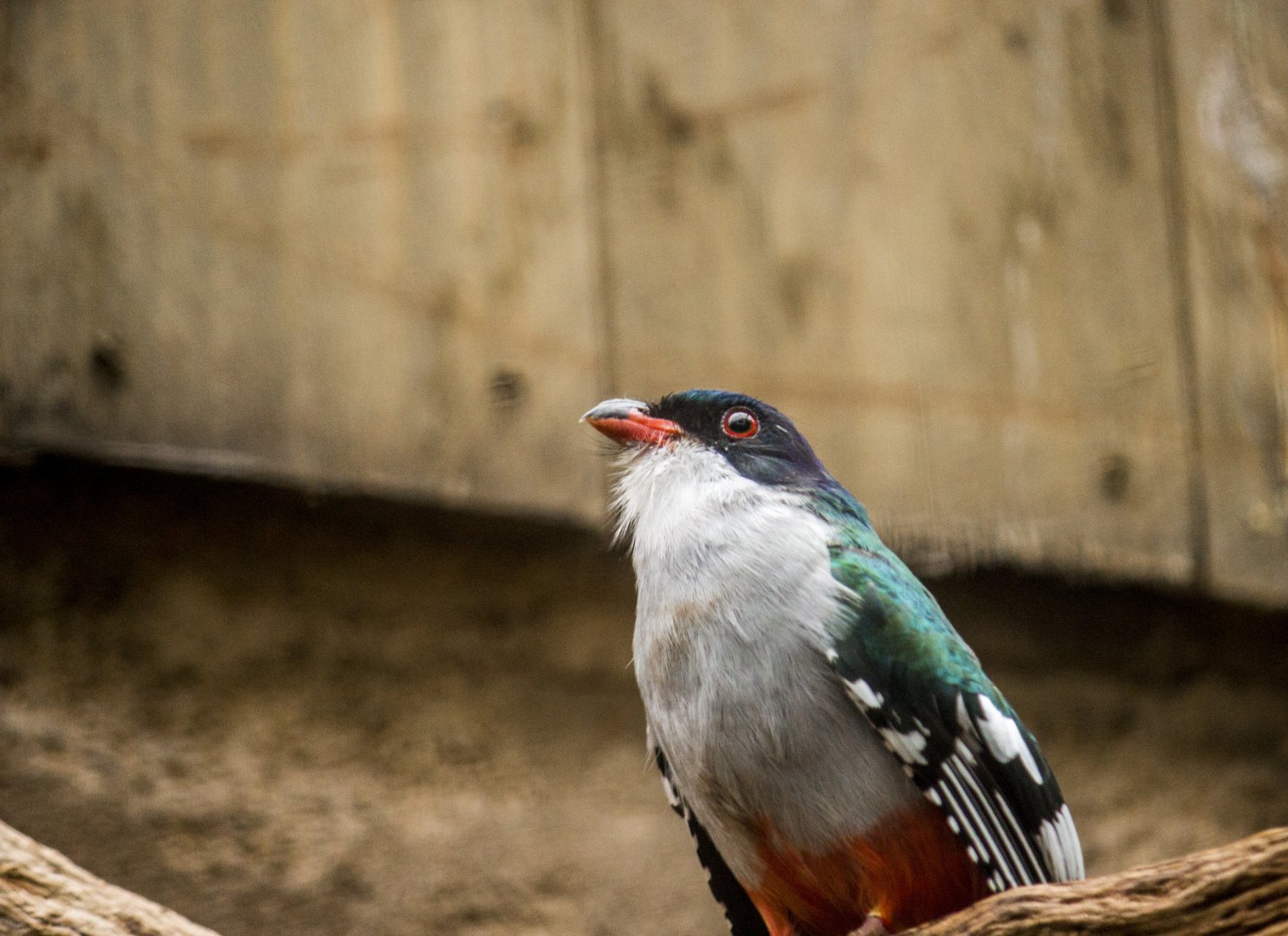 Cuban trogon, Priotelus temnurus