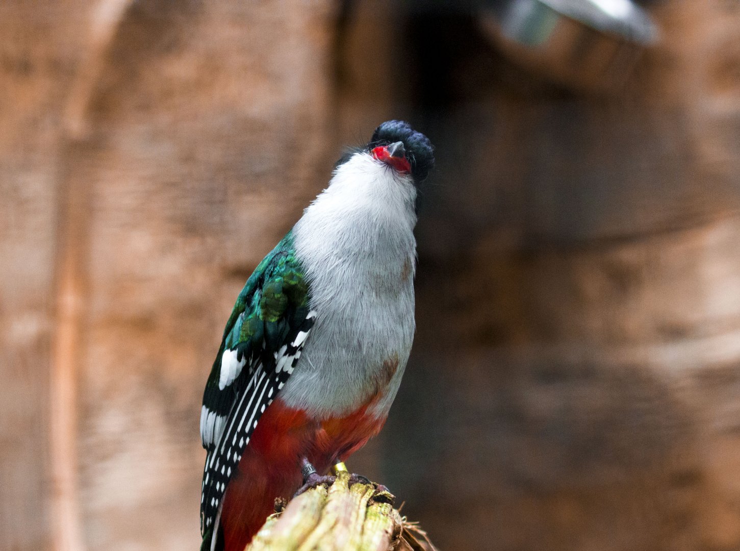 Cuban trogon, Priotelus temnurus