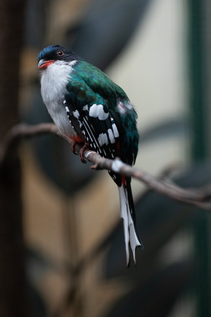 Cuban trogon (Priotelus temnurus)