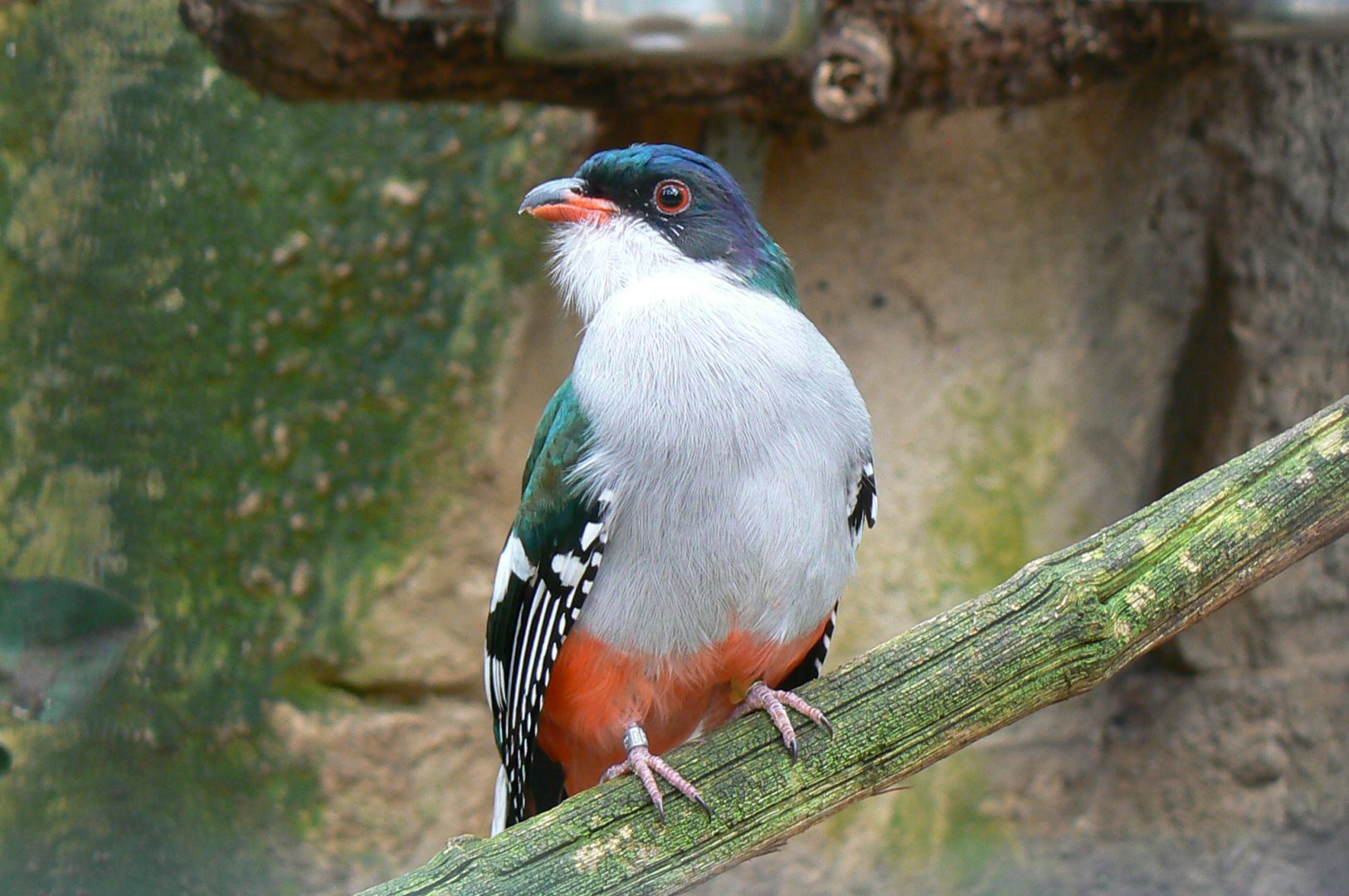 Cuban trogon