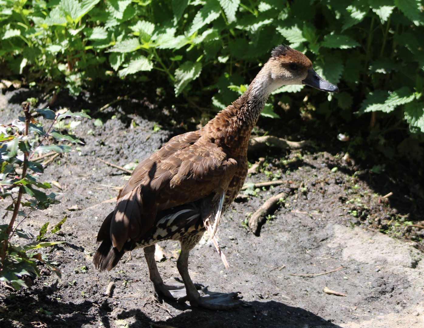 Cuban whistling duck