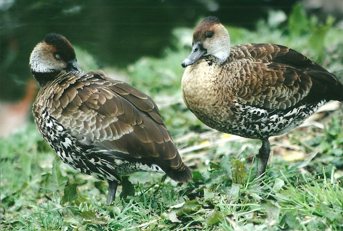 Cuban Whistling Ducks 20th May 2013