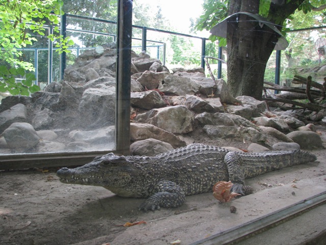 Cuban_crocodile