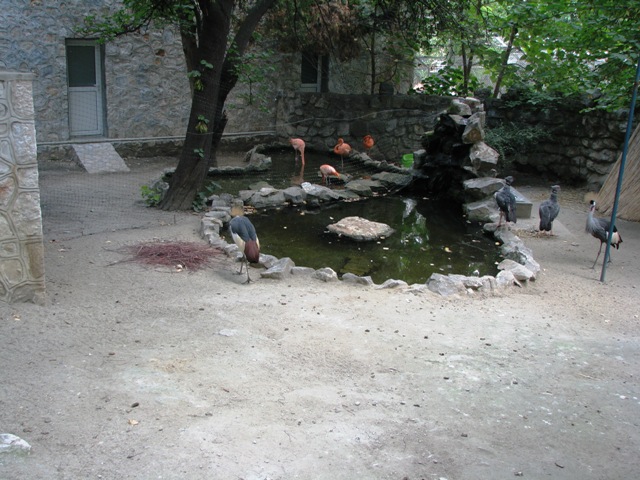 Cuban_flamingo_Grey_Crowned_Crane_and_Southern_Screamer