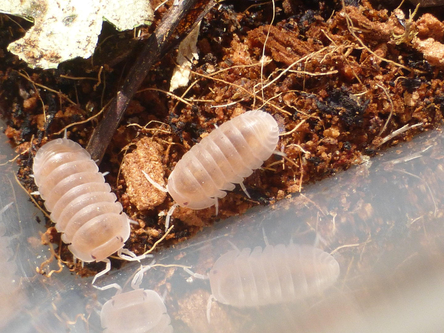 Cubaris murina "papaya"