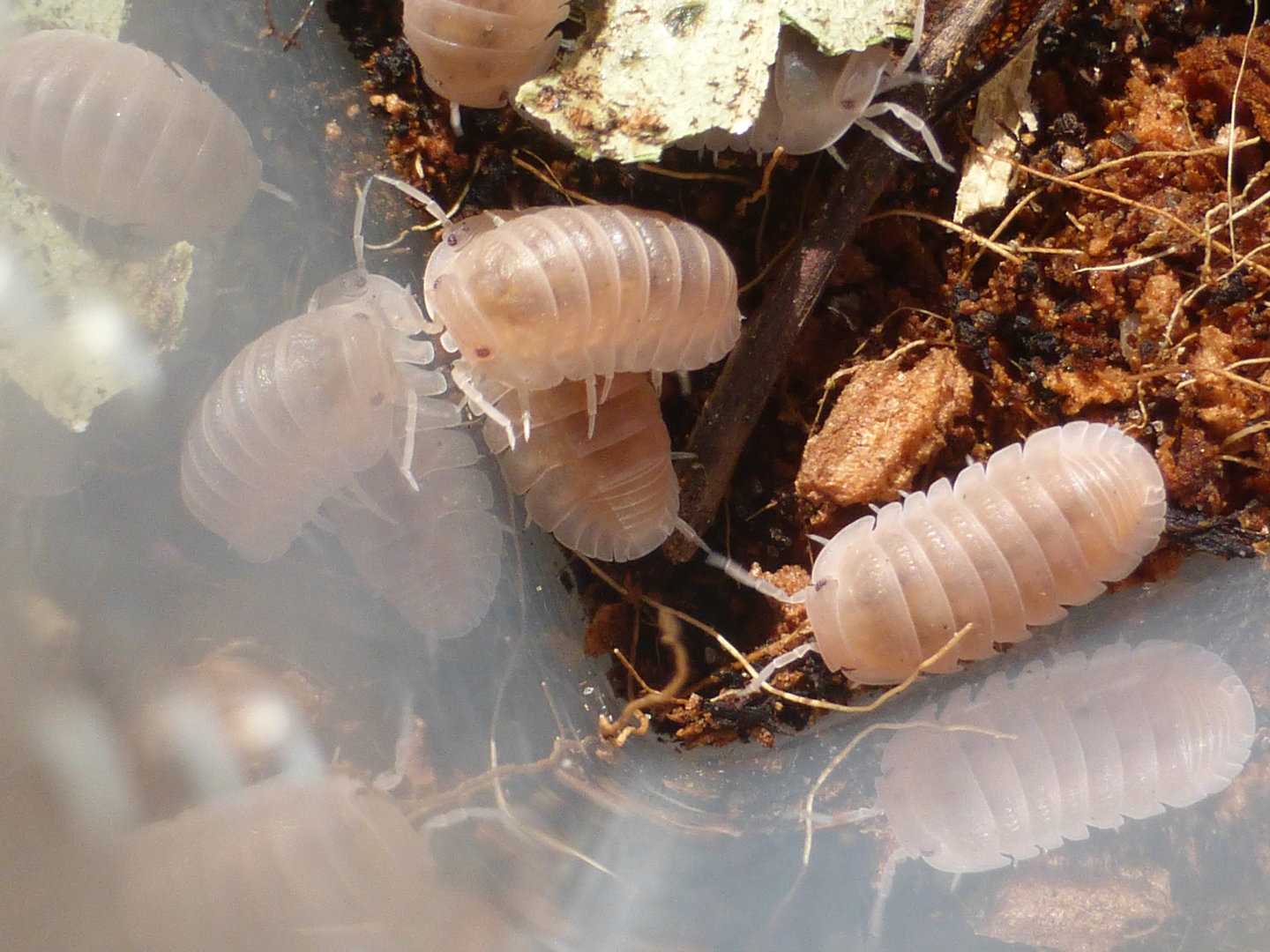 Cubaris murina "papaya"