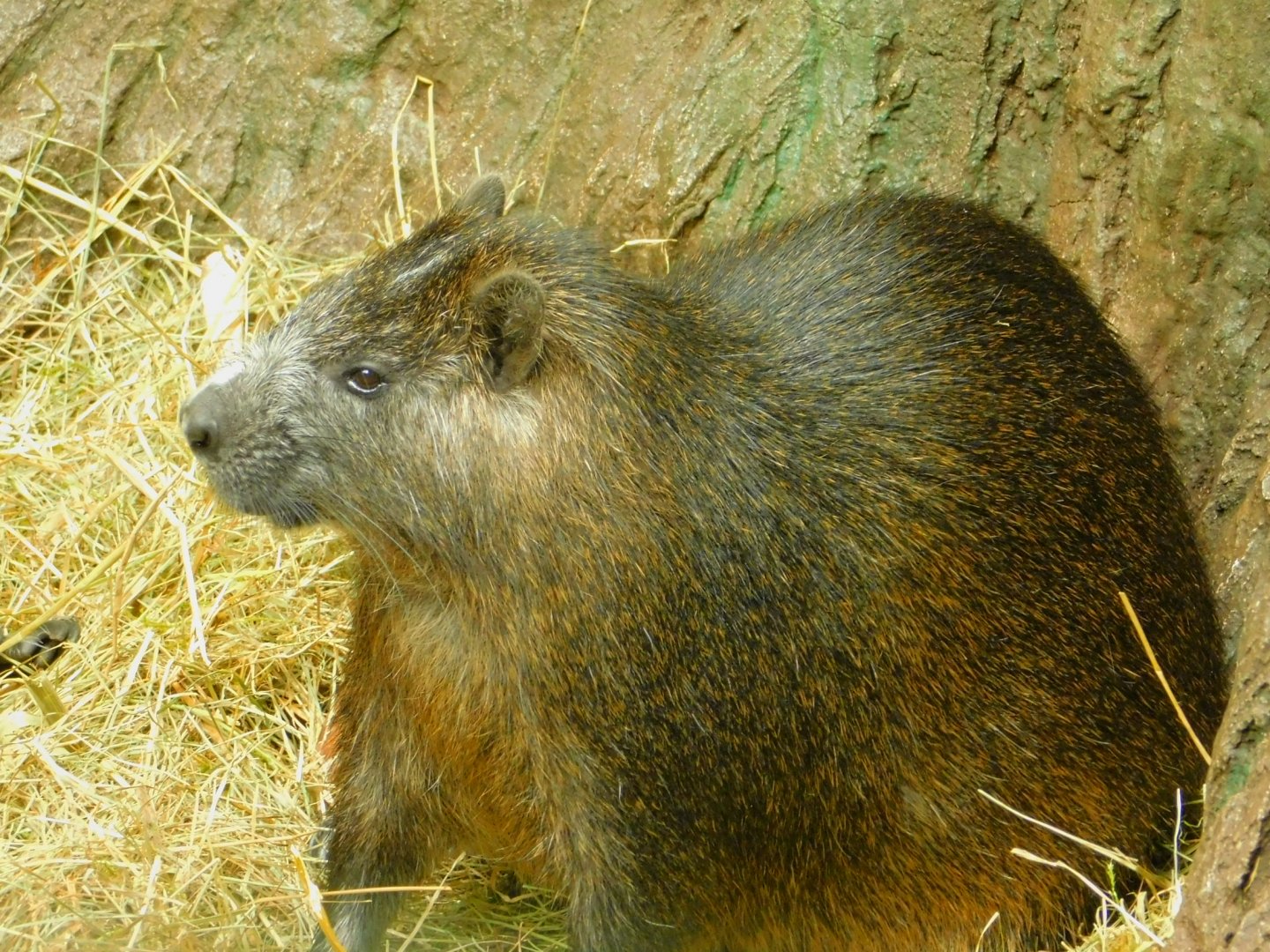 Cuben Hutia