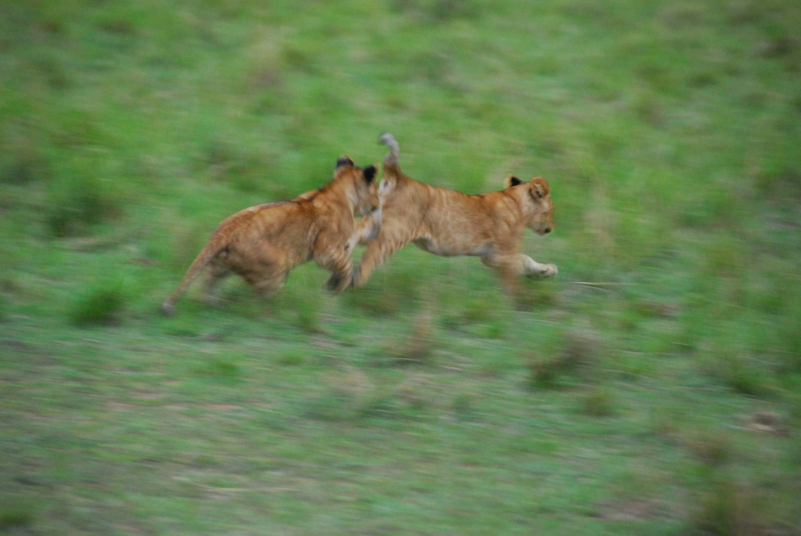 Cubs At Play - Masai Mara NR