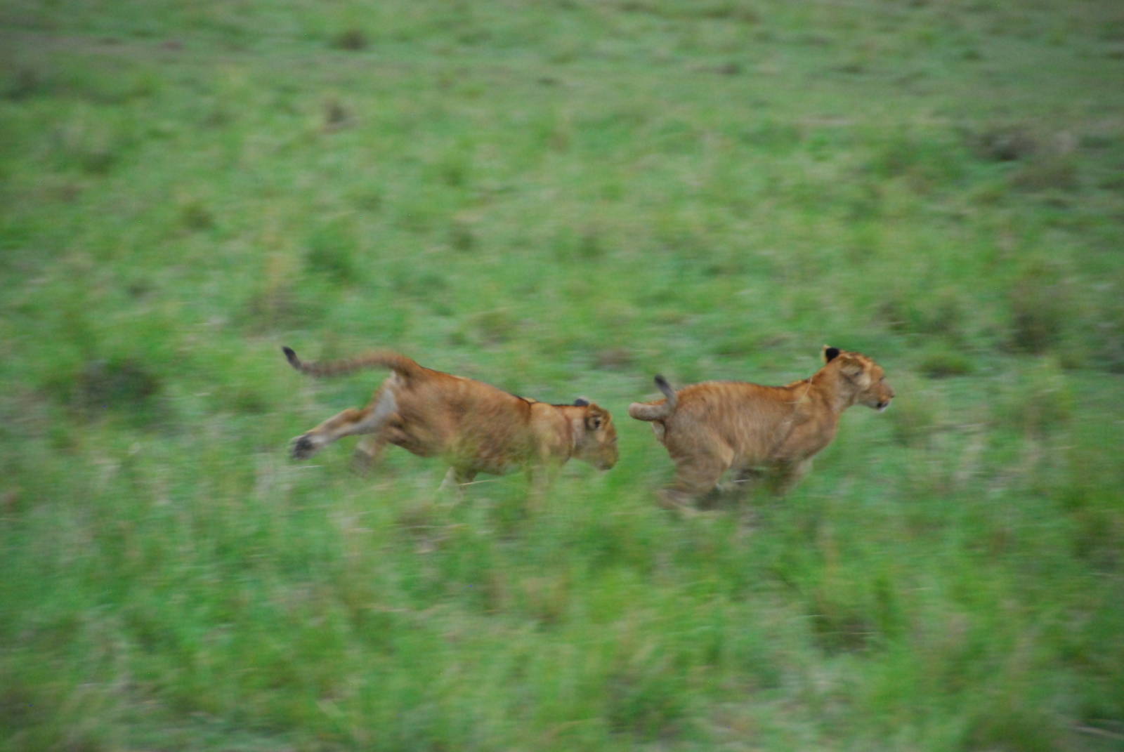 Cubs At Play - Masai Mara NR