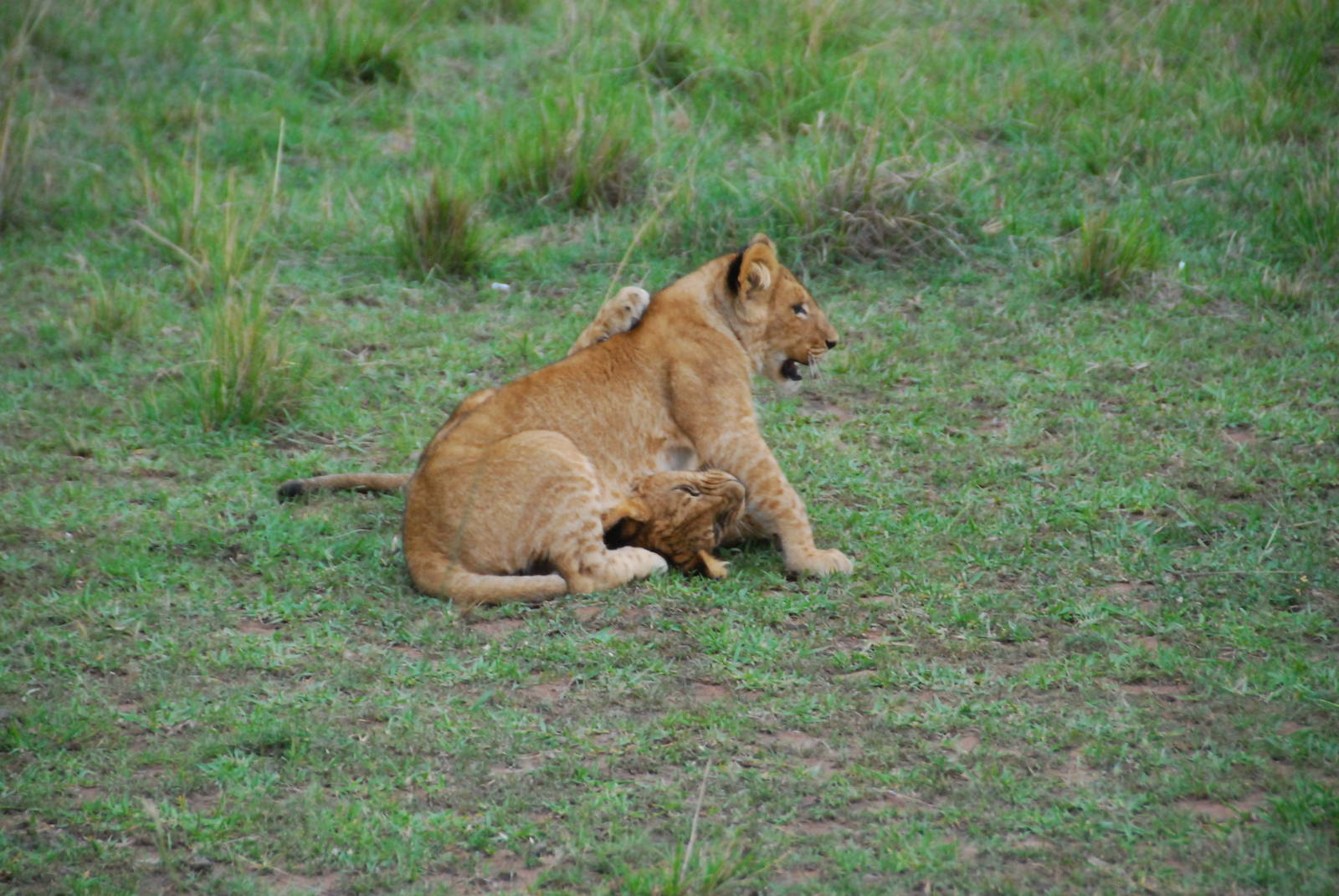 Cubs At Play - Masai Mara NR