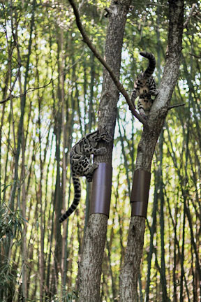cubs defy tree collars