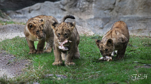 cubs on a rainy day