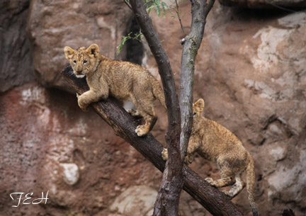 cubs on a rainy day