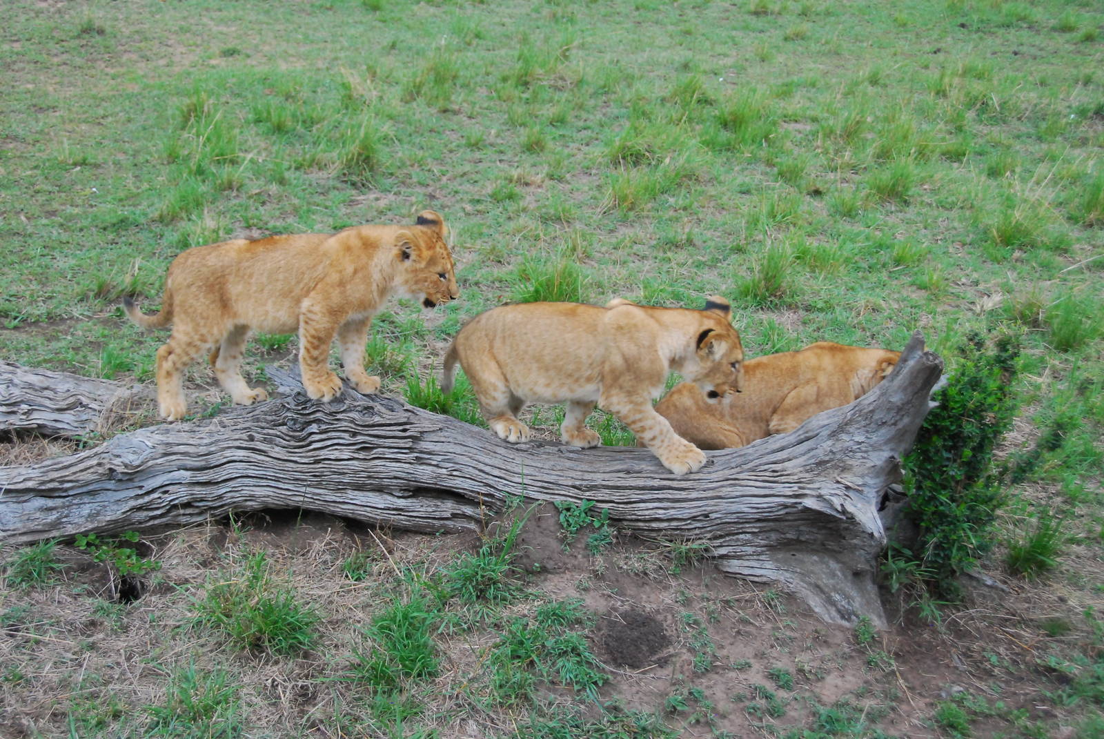 Cubs on Log - Masai Mara NR