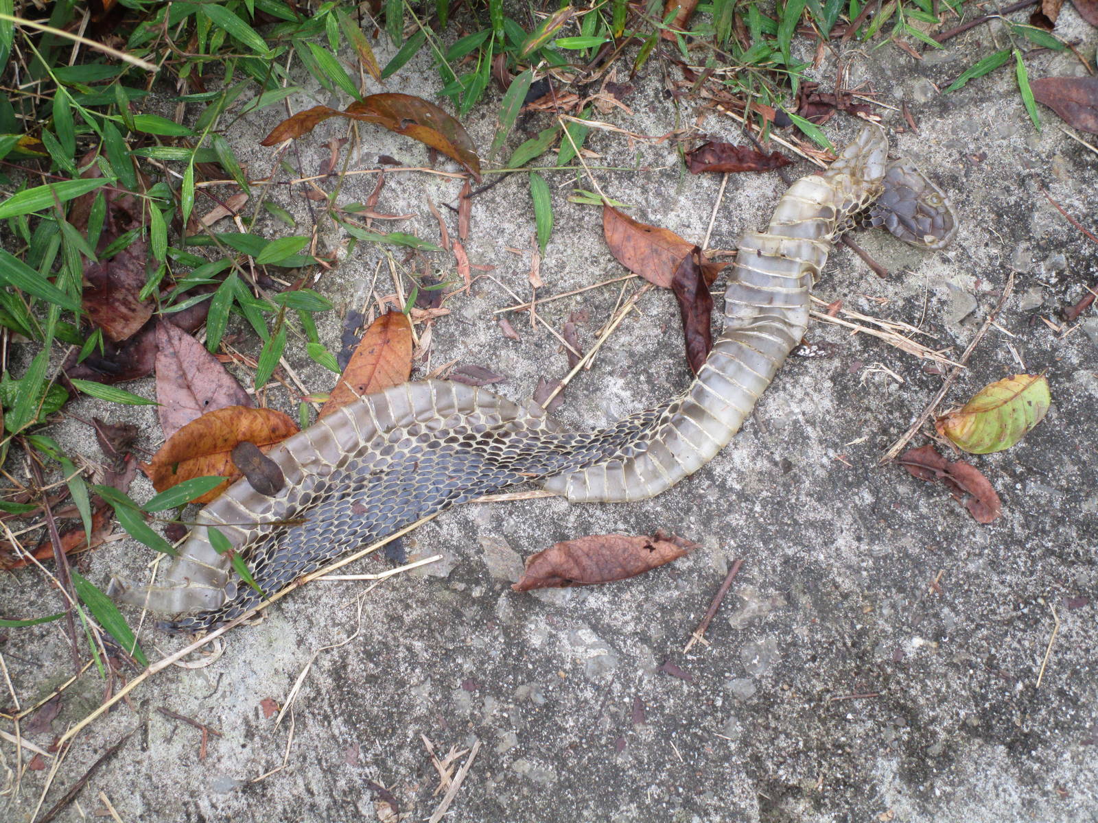 Cuc Phuong National Park - snakeskin