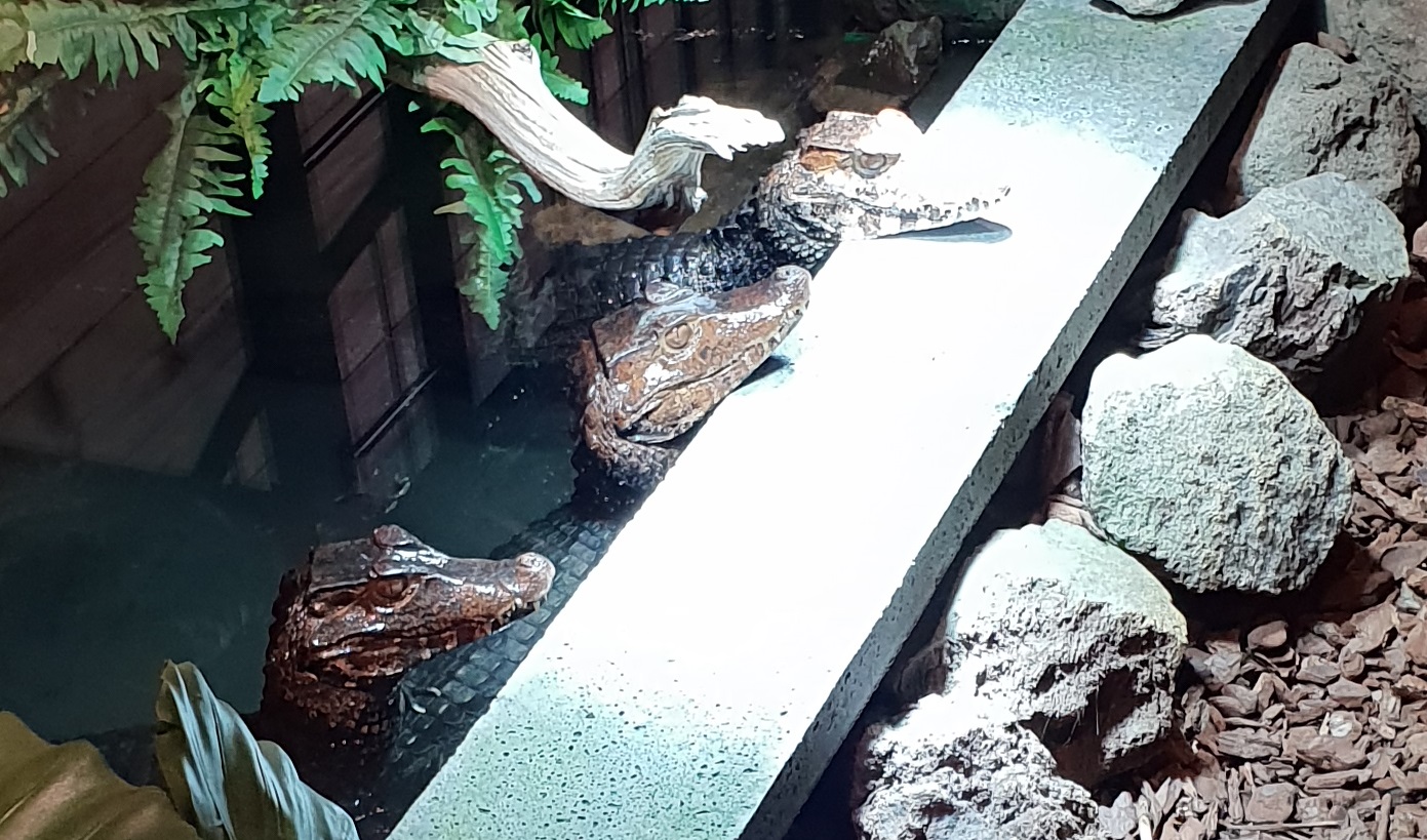 Cucier's dwarf caimans waiting for food
