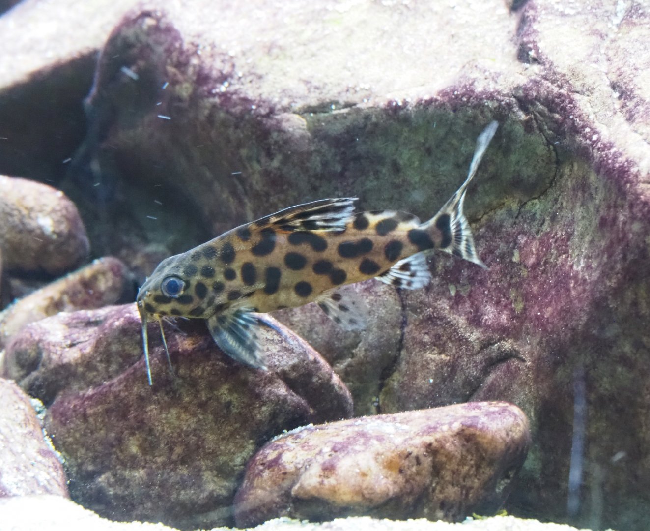 Cuckoo catfish (Synodontis multipunctatus), 2021-10-20