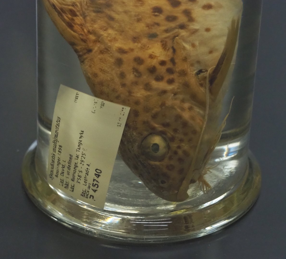 Cuckoo catfish (Synodontis multipunctatus) wet specimen, 2021-10-20