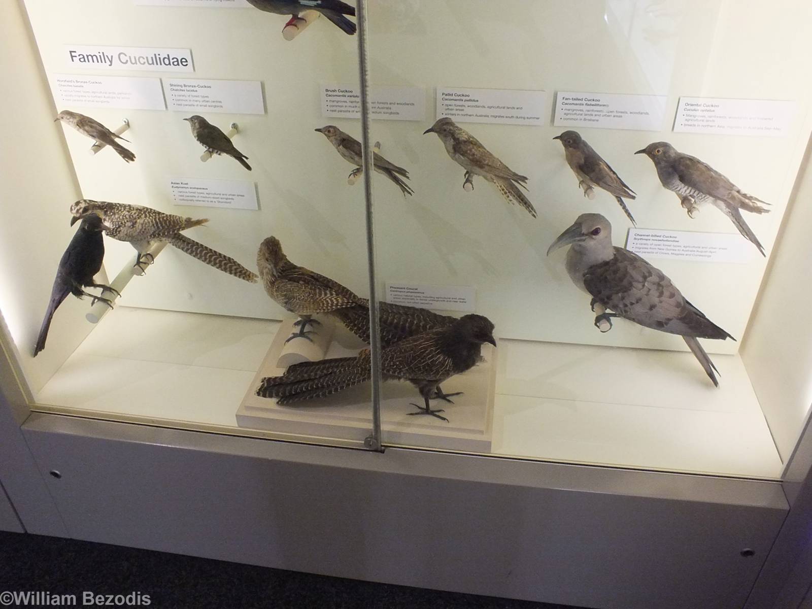 Cuckoo Display - Queensland Museum