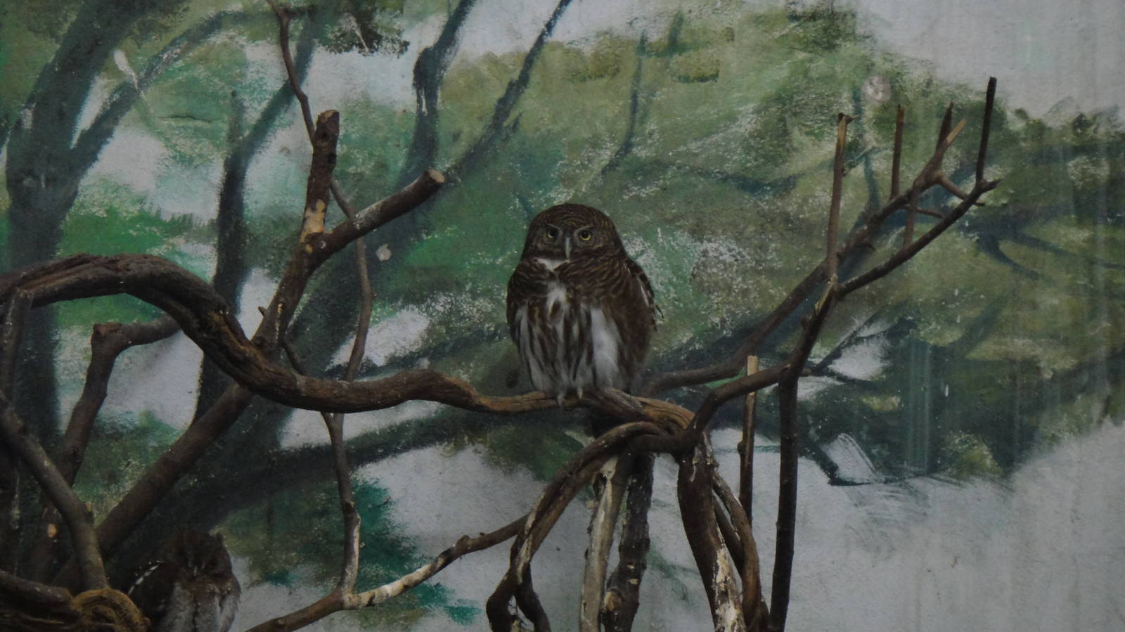 Cuckoo owlet at Shanghai zoo 2014-4-3