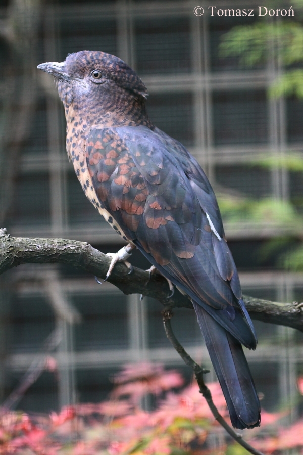 Cuckoo Roller (Leptosomus discolor) - female