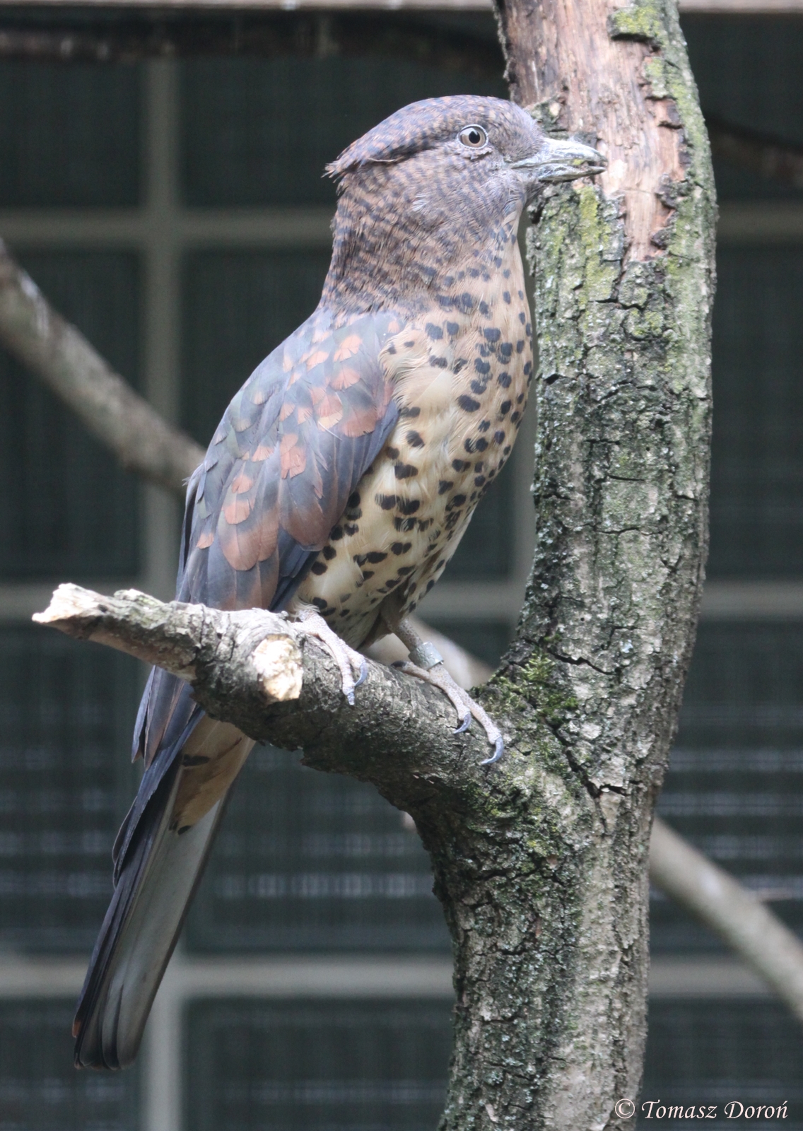 Cuckoo Roller (Leptosomus discolor) female