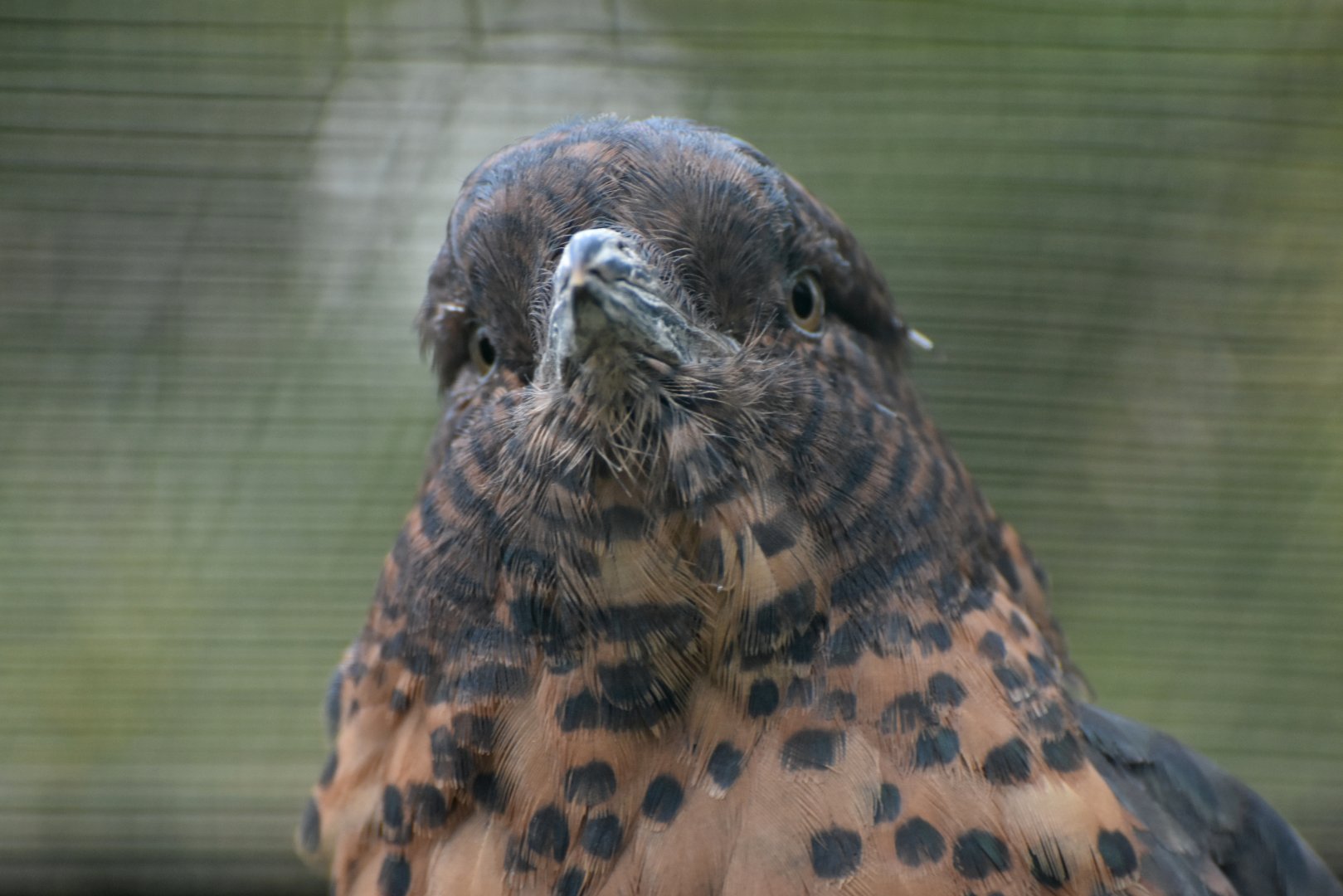 Cuckoo Roller Leptosomus discolor