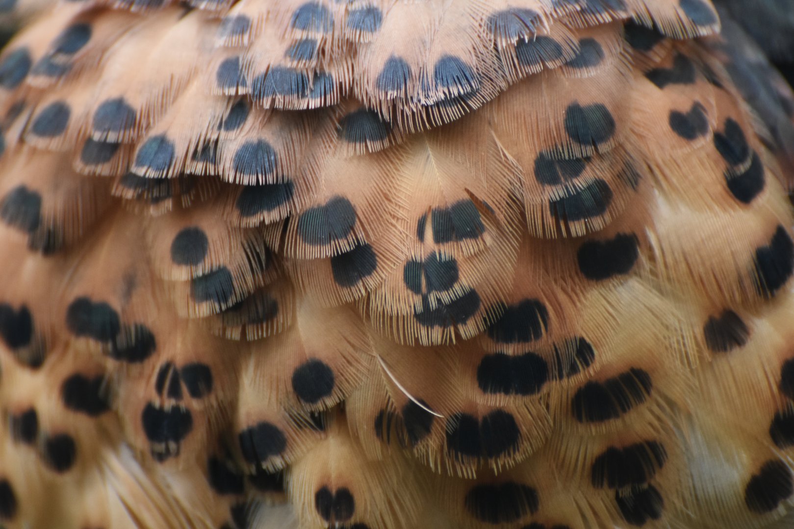 Cuckoo Roller Leptosomus discolor