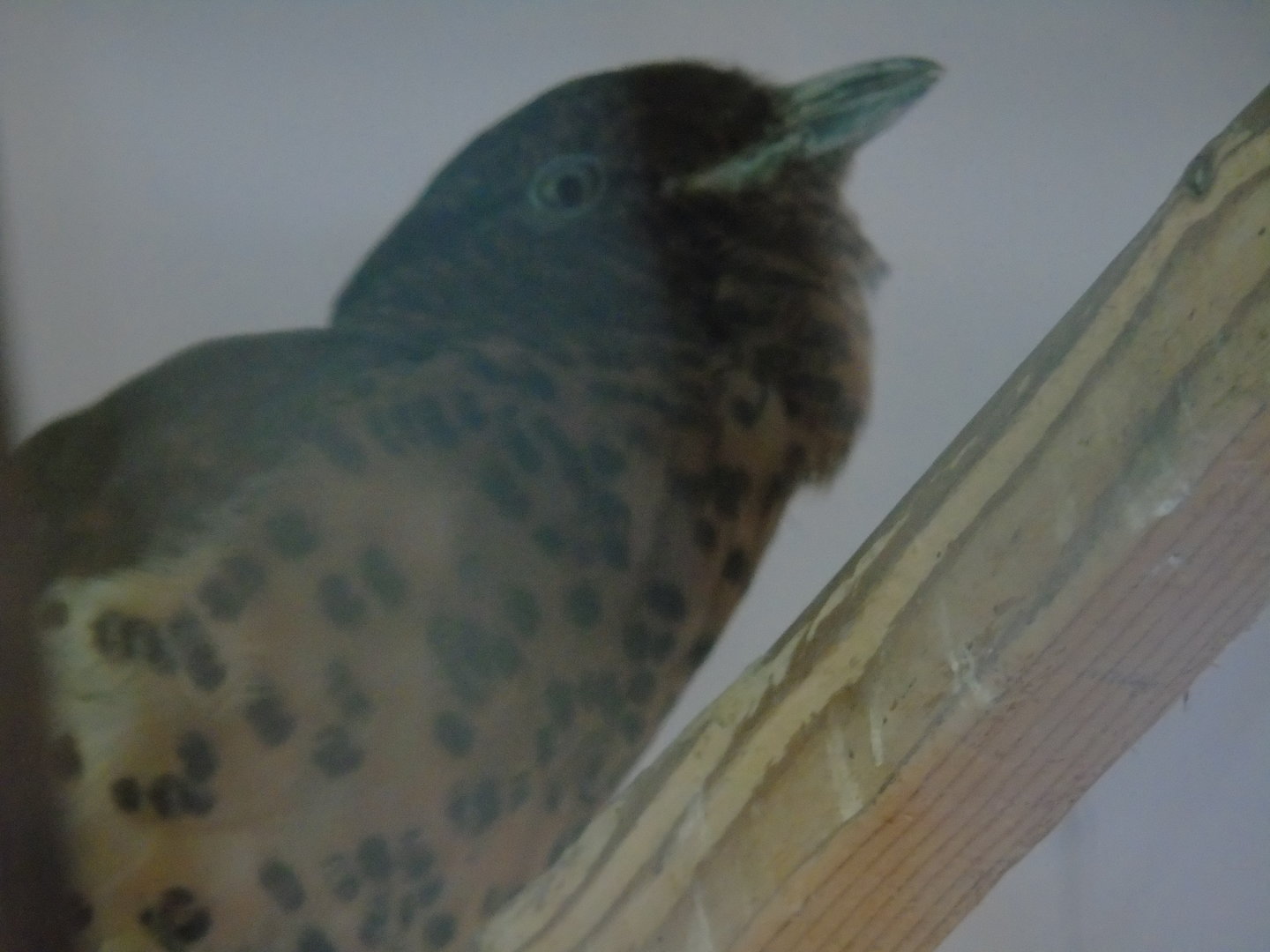 Cuckoo roller - May 2017