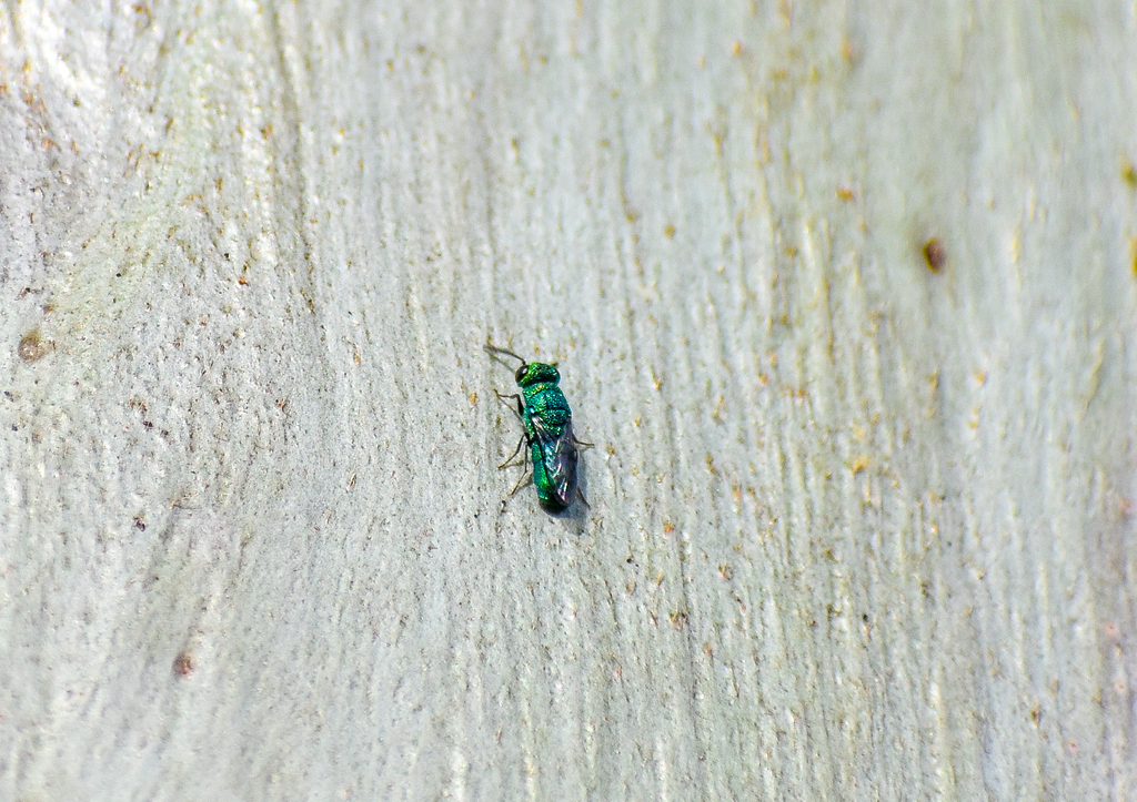 Cuckoo Wasp, Primeuchroeus sp.