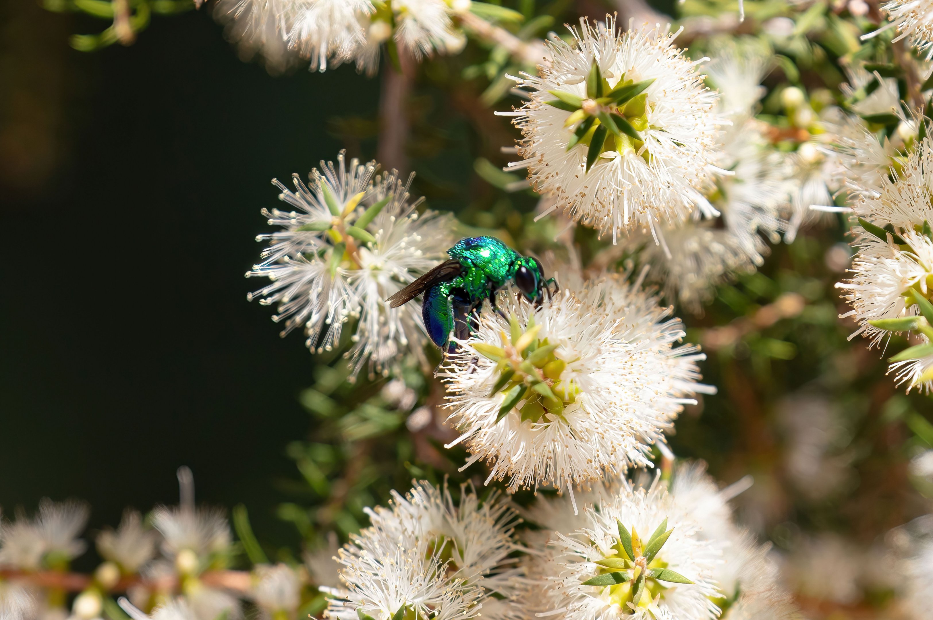 Cuckoo Wasp