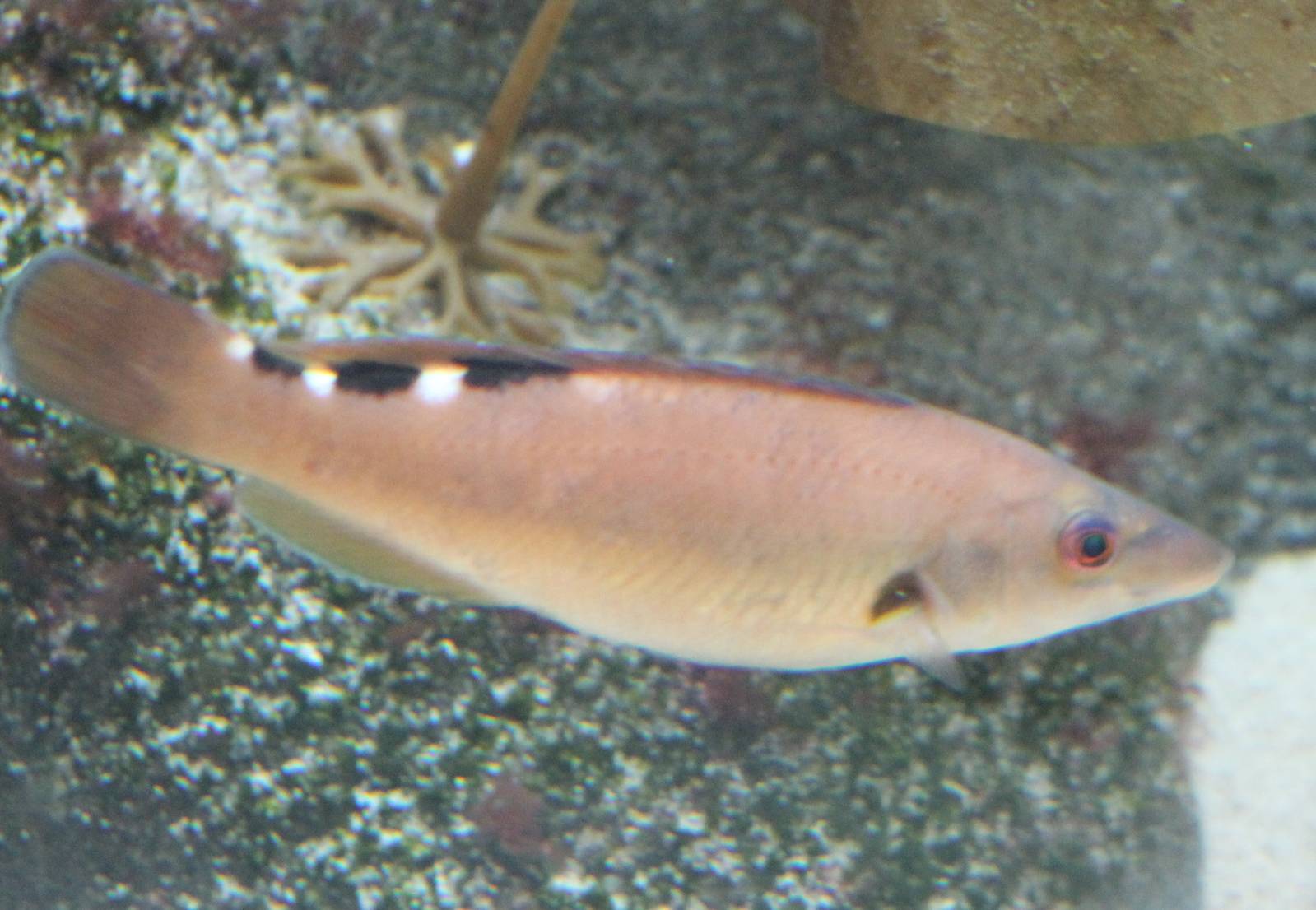 Cuckoo wrasse - female